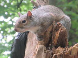 Image of Sciurus subgen. Sciurus Linnaeus 1758