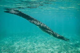 Image of American Crocodile