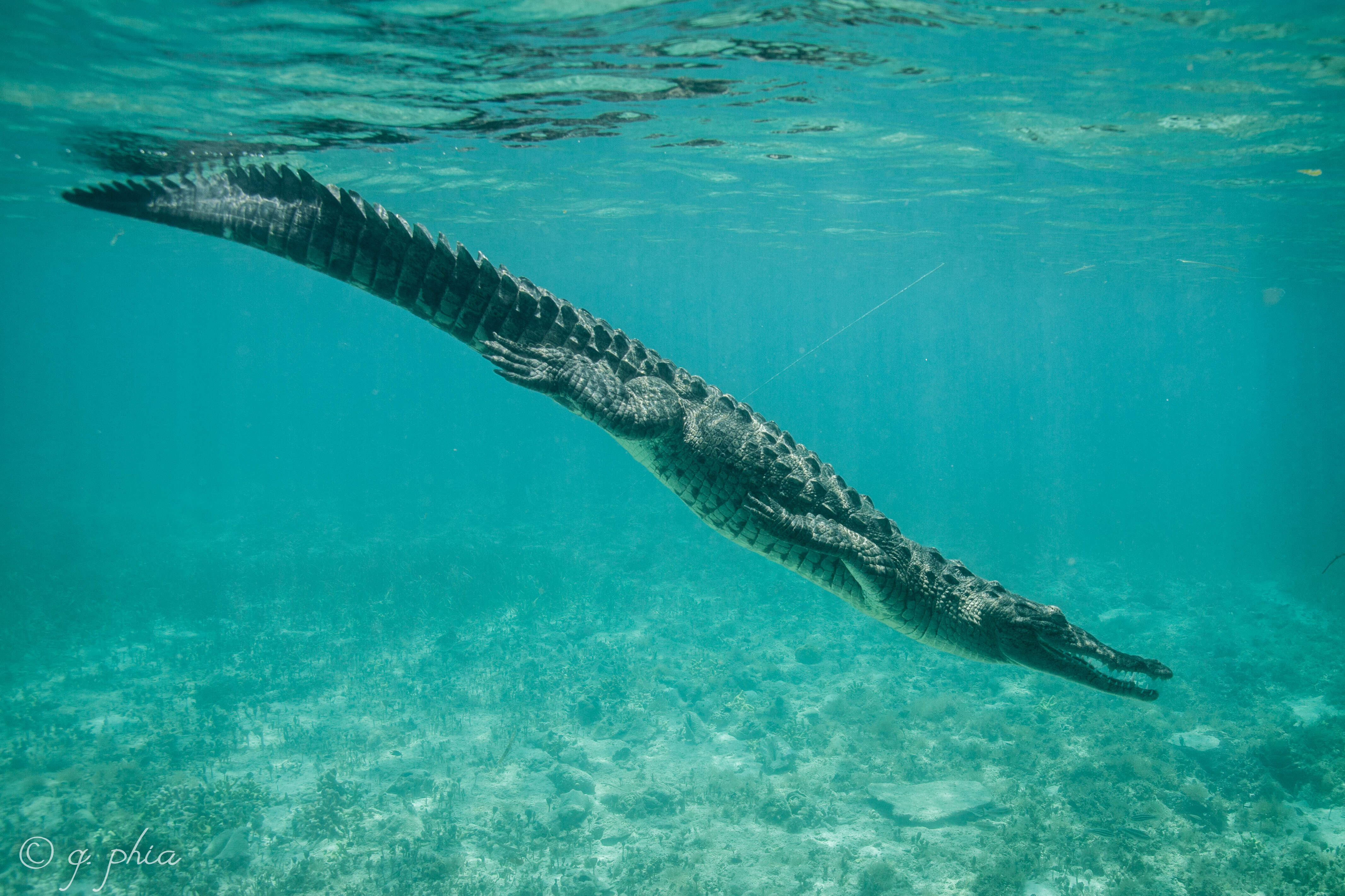 Imagem de Crocodylus acutus (Cuvier 1807)