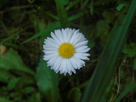 Image of Daisy