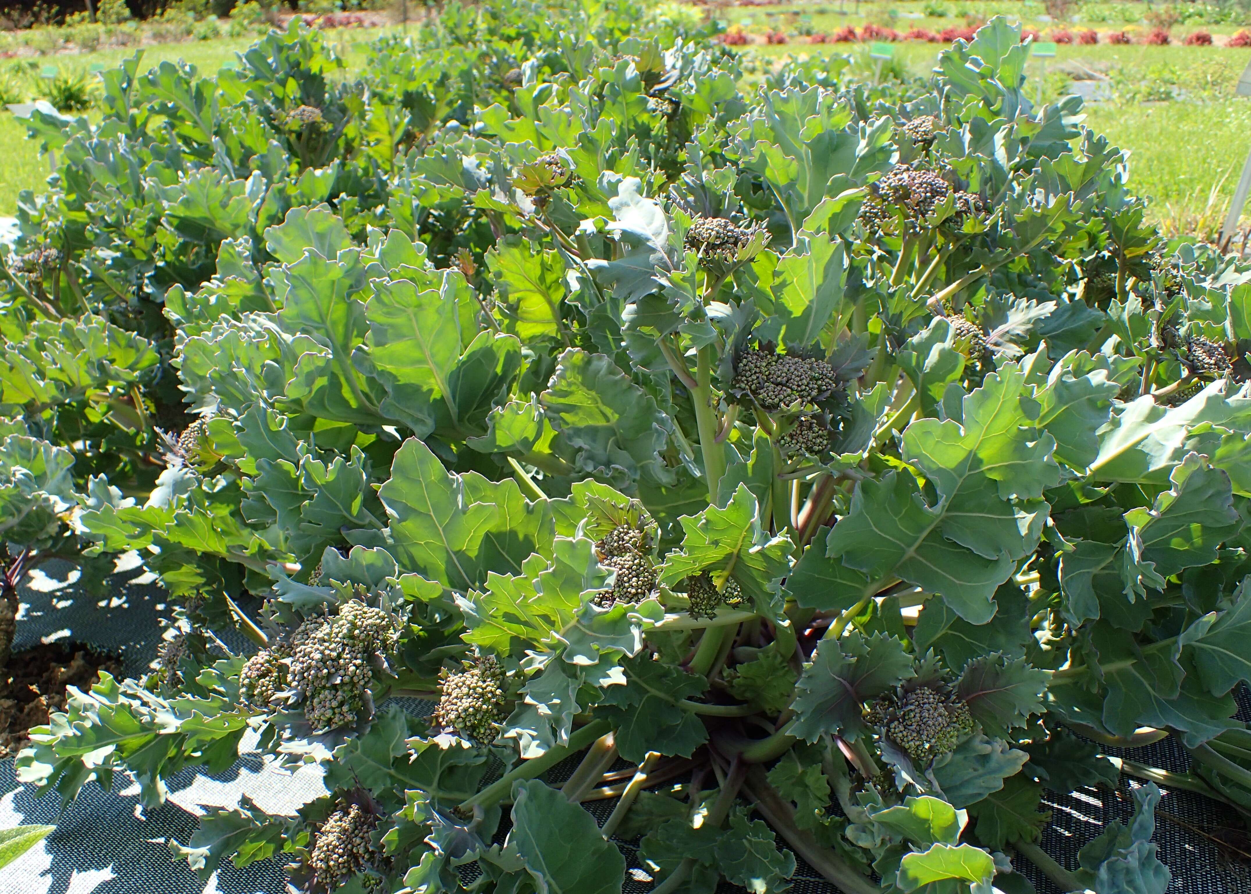 Image of sea kale