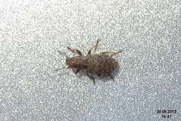 Image of Clover Root Weevil