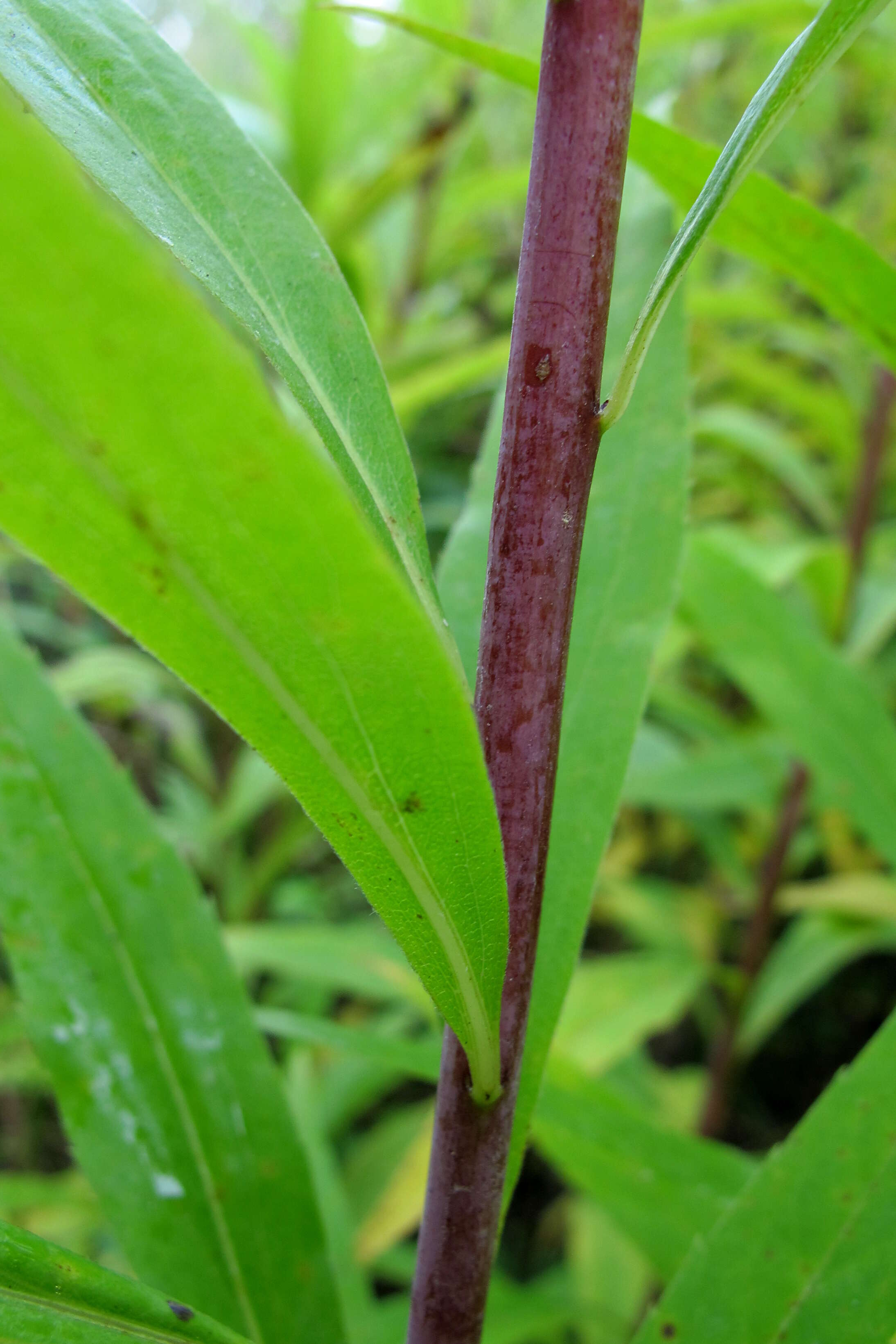 Imagem de Solidago gigantea Ait.