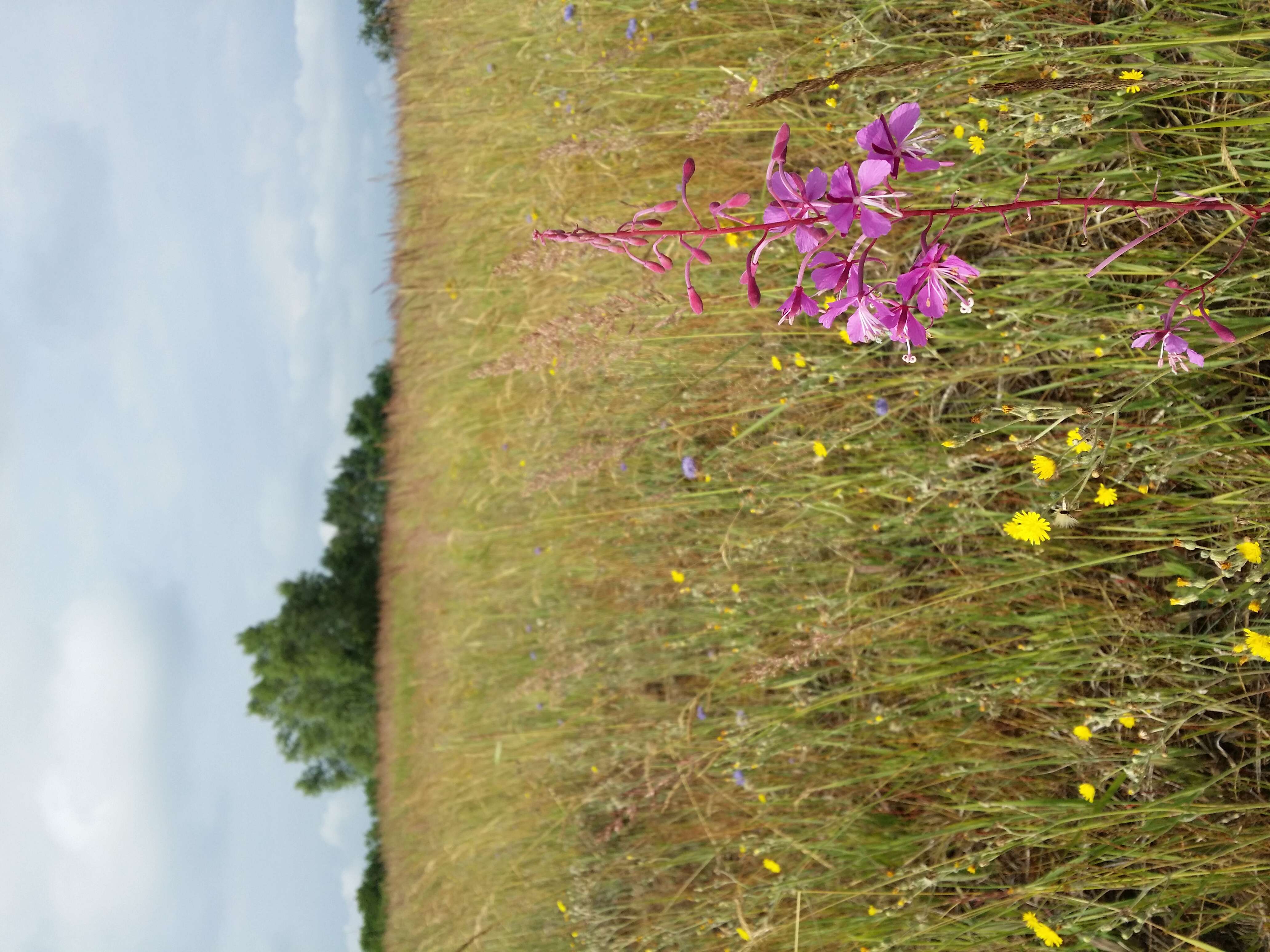 Image of Narrow-Leaf Fireweed