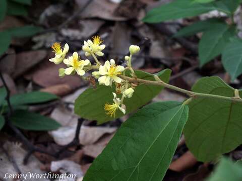 Image de Microcos paniculata L.