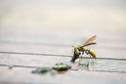 Image of Polistes rothneyi Cameron 1900