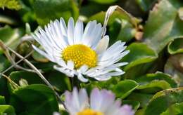 Image of Daisy