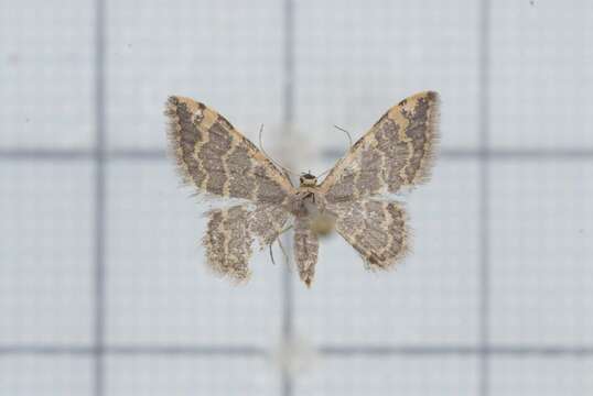 Image of Idaea purpurea Hampson 1891