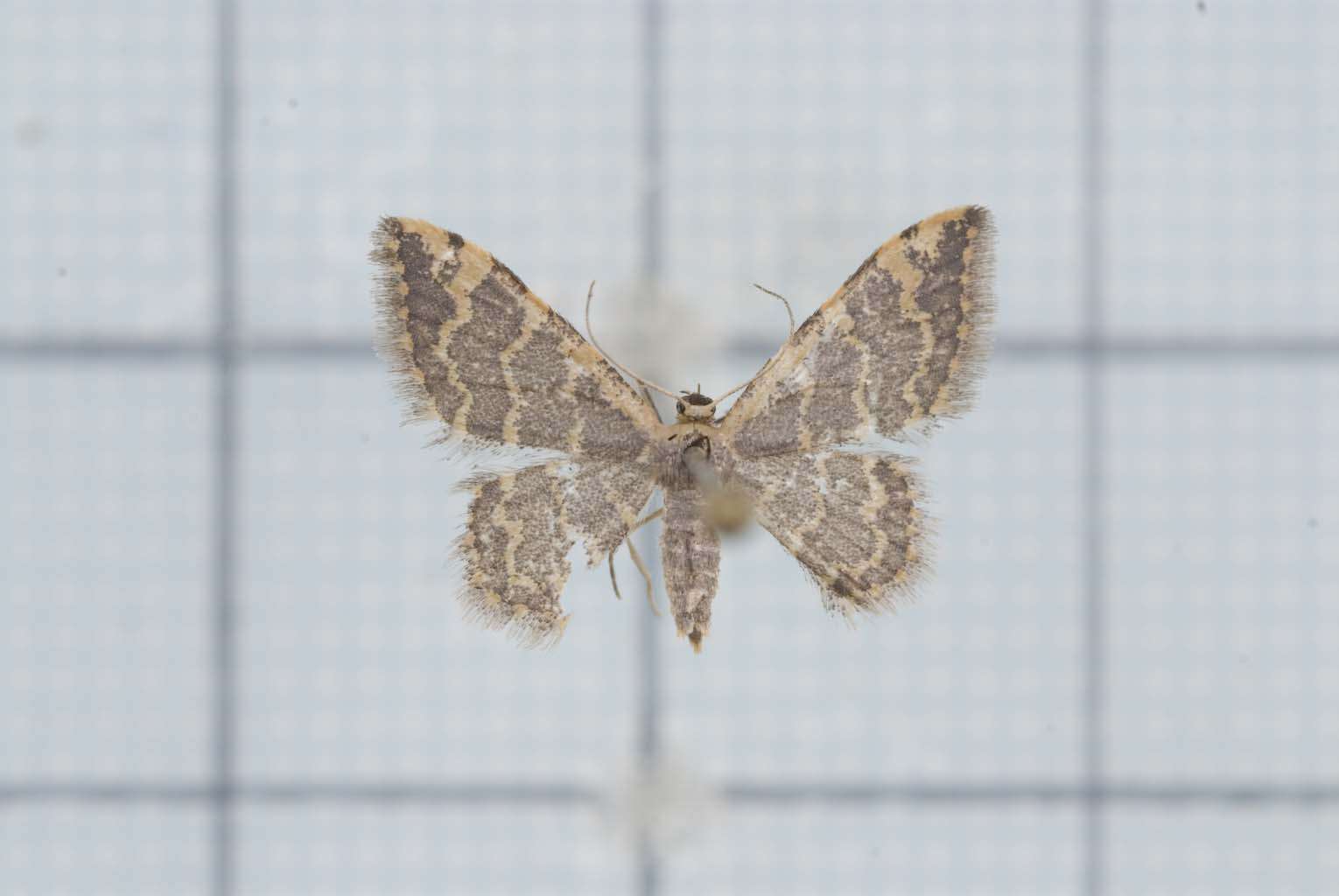 Image of Idaea purpurea Hampson 1891