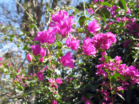 Слика од Bougainvillea