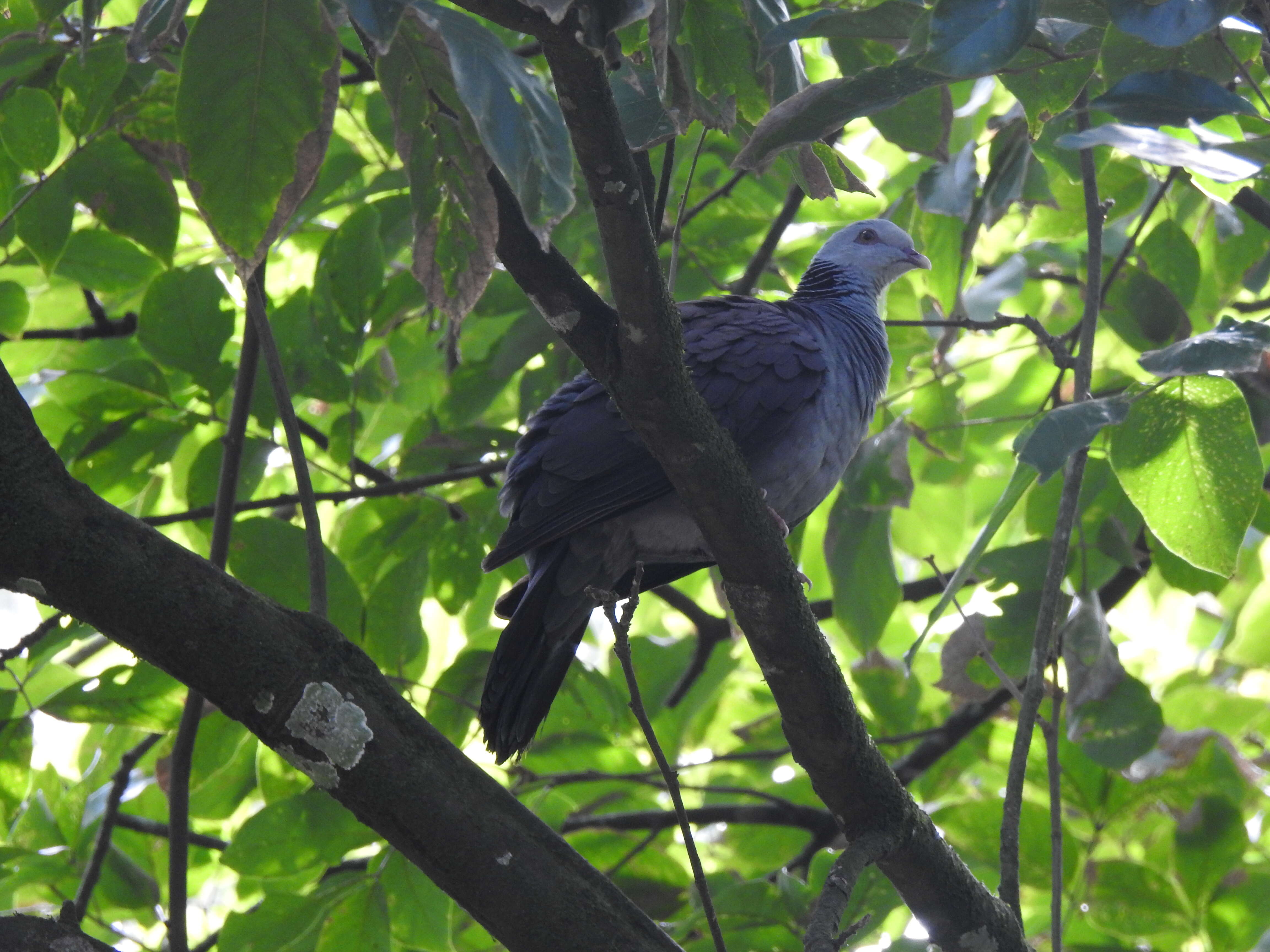 Image of Nilgiri Wood Pigeon