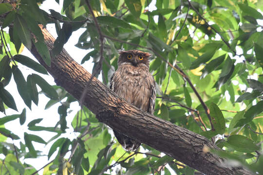 Image of Brown Fish Owl