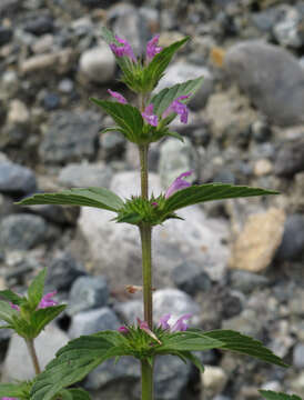 Imagem de Galeopsis ladanum L.