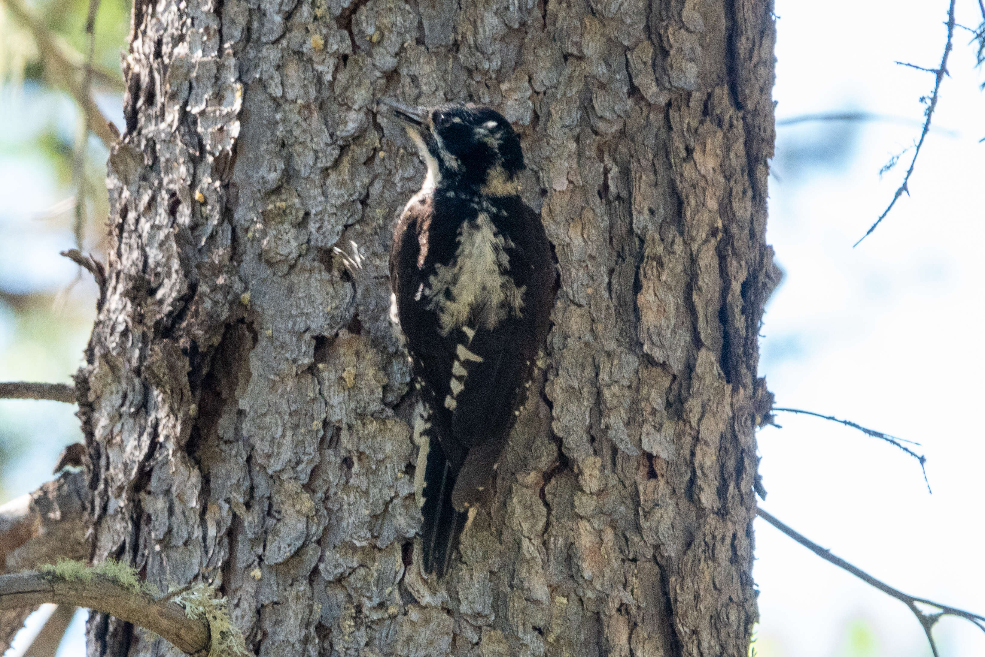 Image of American Three-toed Woodpecker