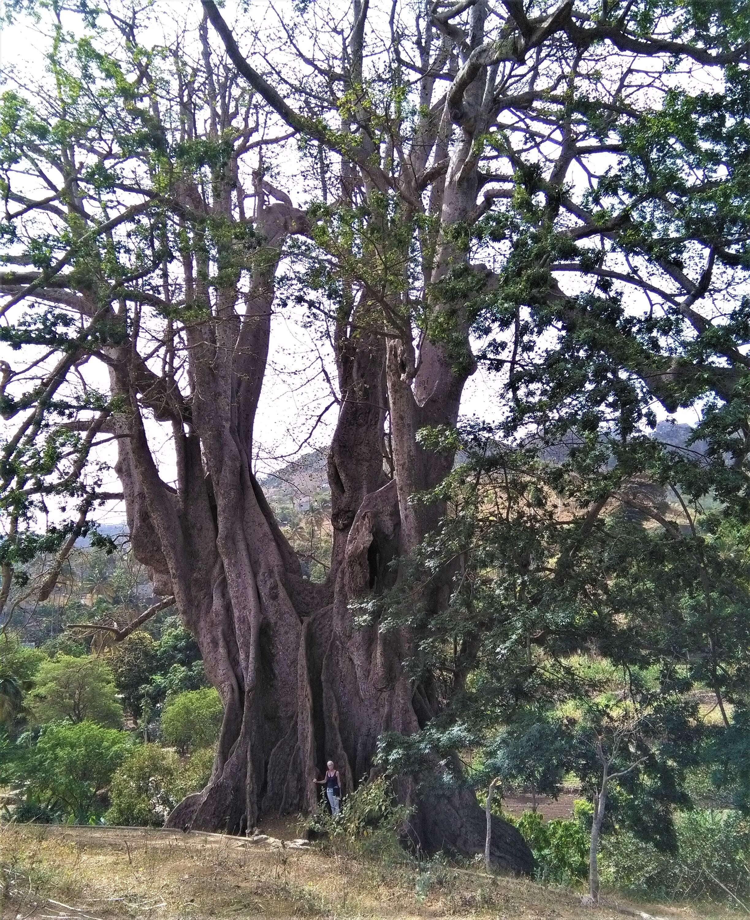 Image of kapoktree