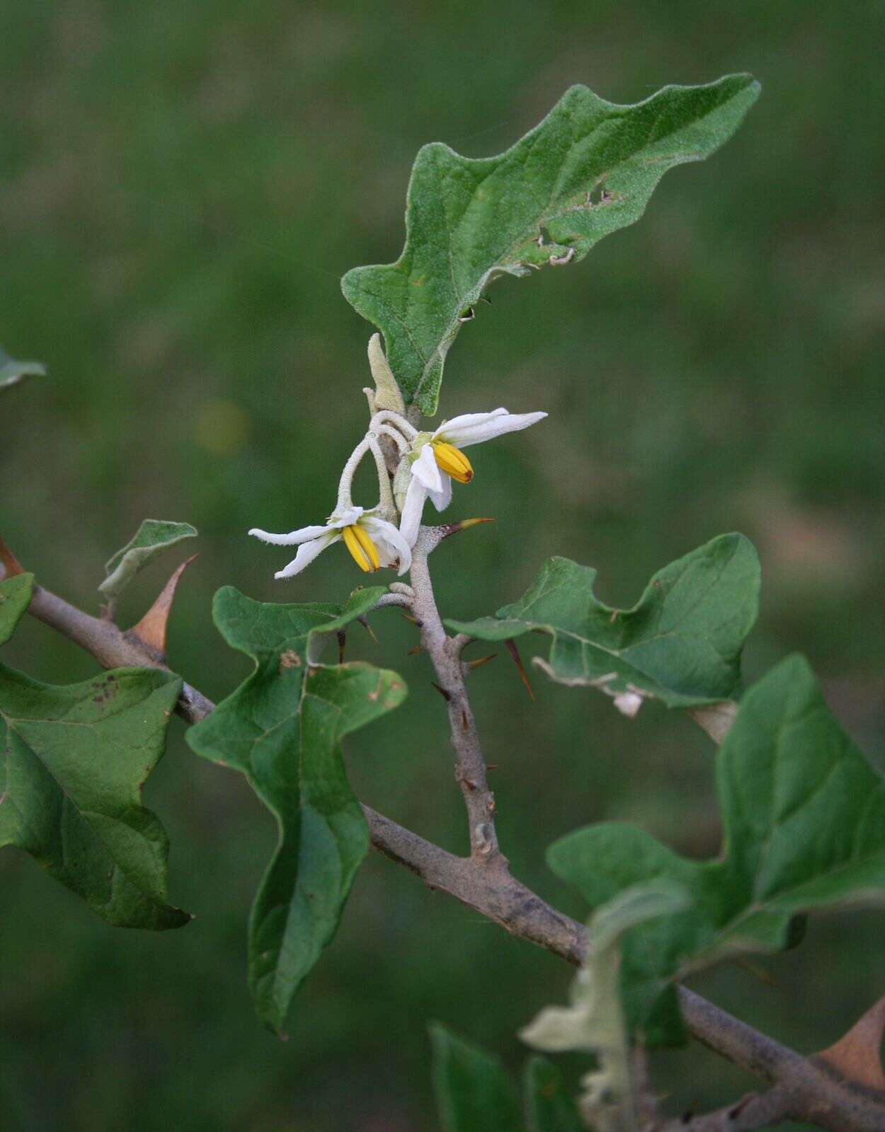 Plancia ëd Solanum aculeastrum Dun.