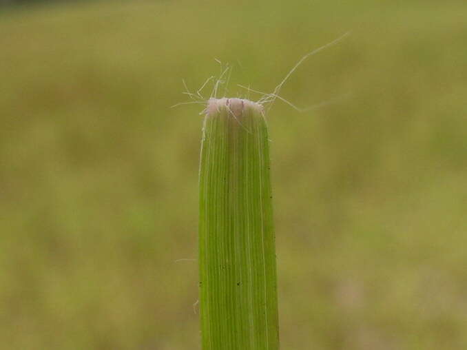 Image de Eragrostis brownii (Kunth) Nees