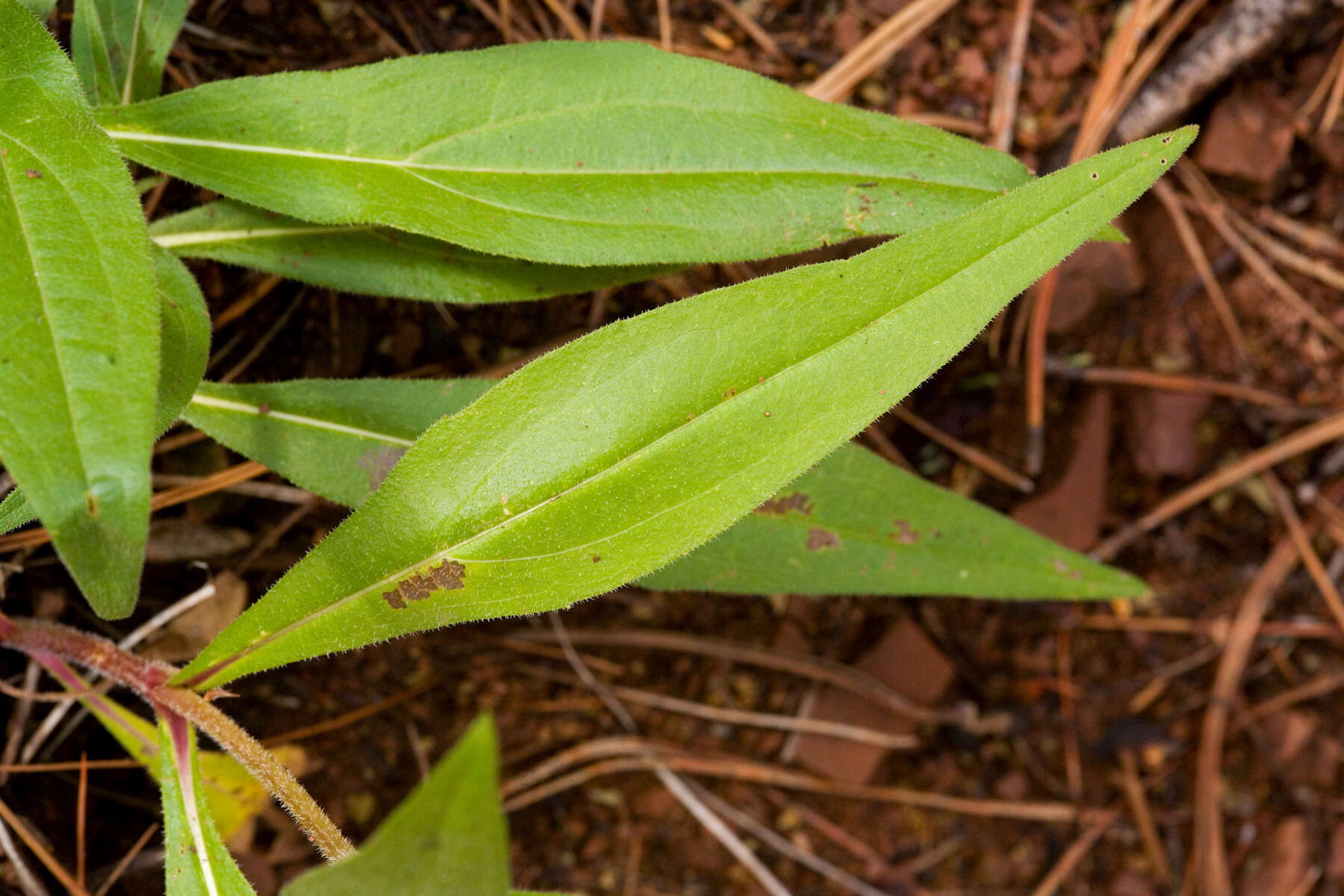 Plancia ëd Helianthella quinquenervis (Hook.) A. Gray