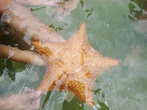 Image of Red cushion sea star