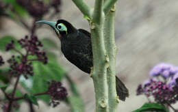 صورة Melidectes rufocrissalis (Reichenow 1915)