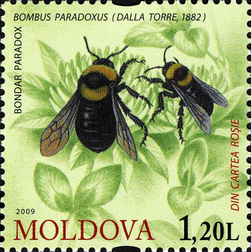 Слика од Bombus confusus Schenck 1861