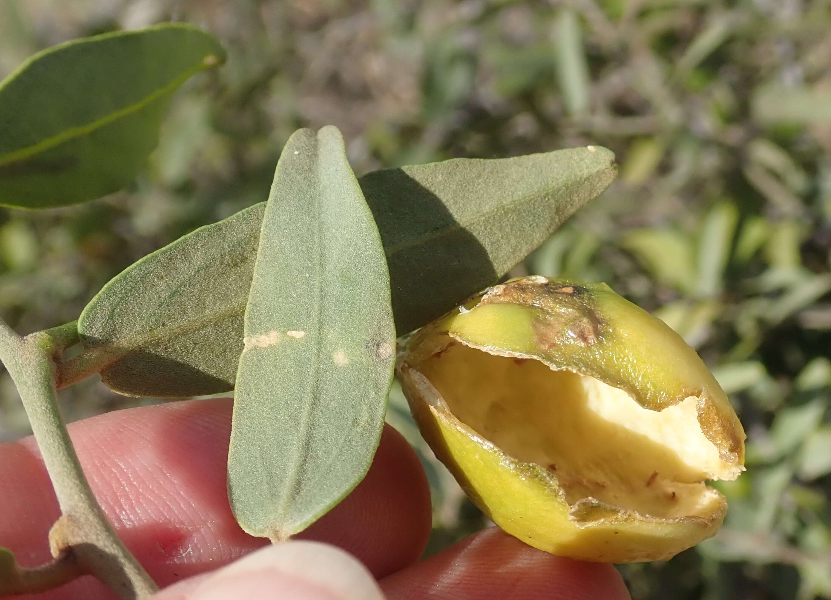 Image de Capparis lasiantha R. Br. ex DC.