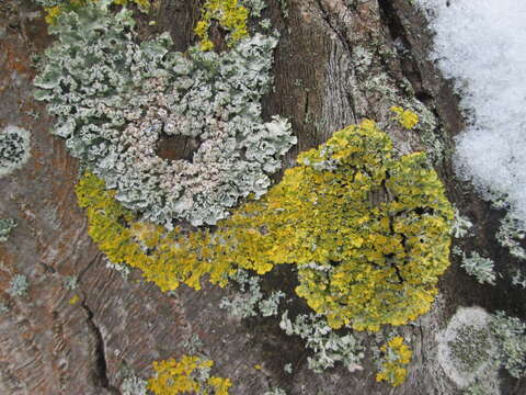 Image of orange wall lichen