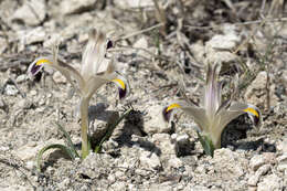 Image of Persian Iris