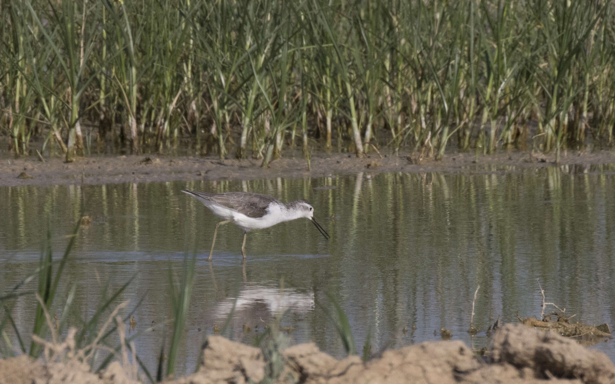 Image of Marsh Sandpiper