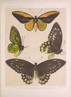 Слика од Ornithoptera croesus Wallace 1859