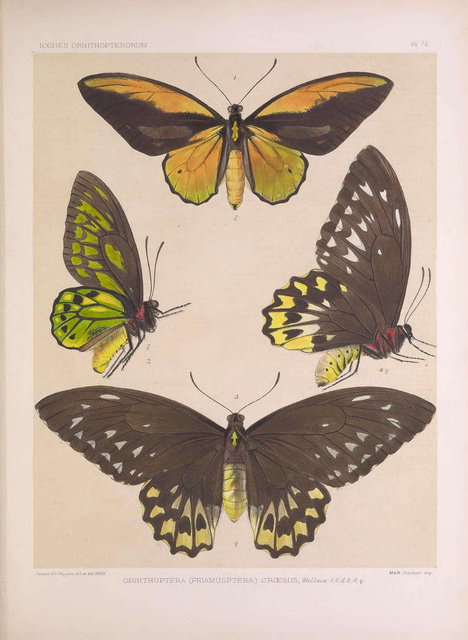 Plancia ëd Ornithoptera croesus Wallace 1859