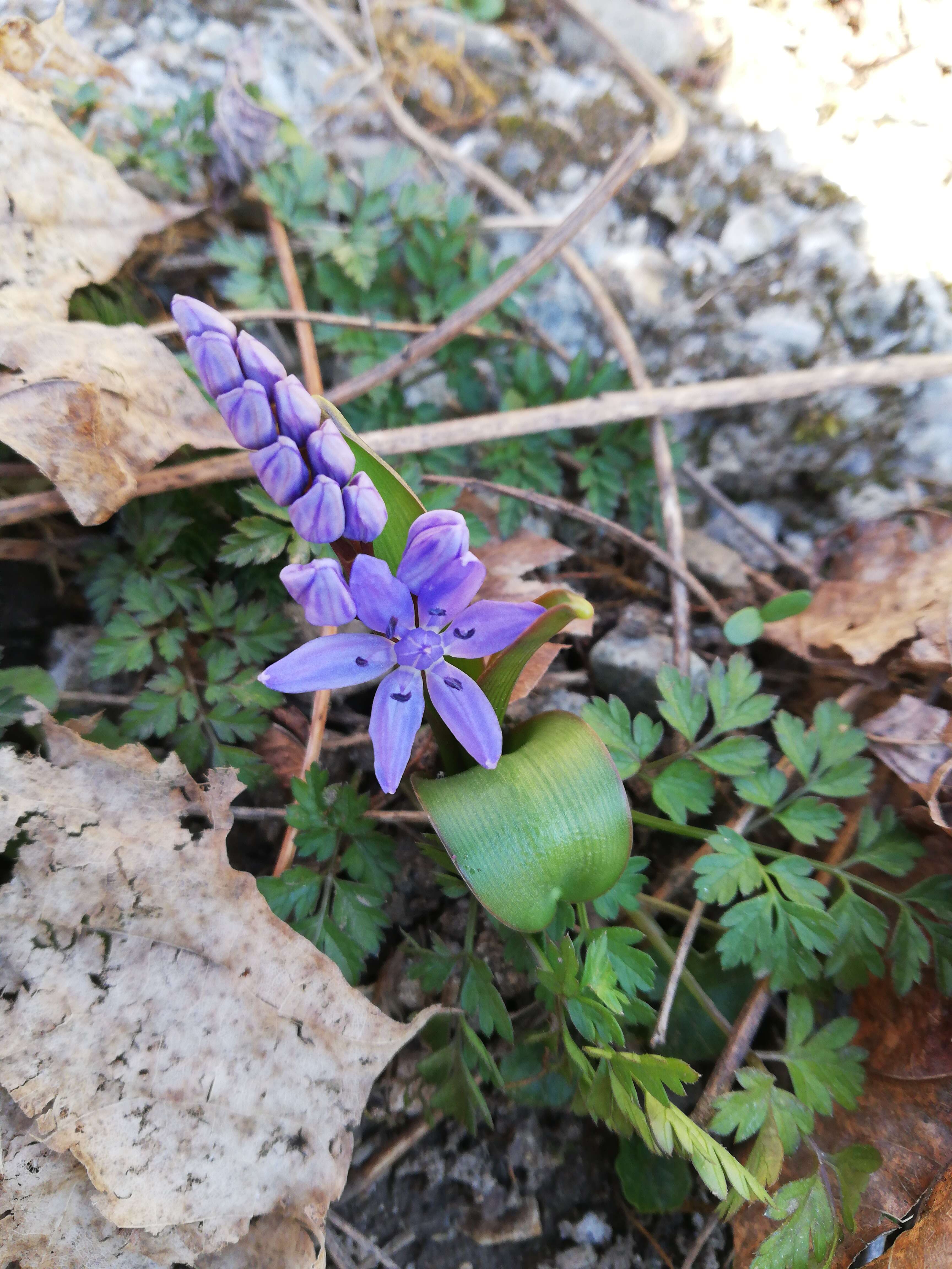 Image de Scille a 2 feuilles