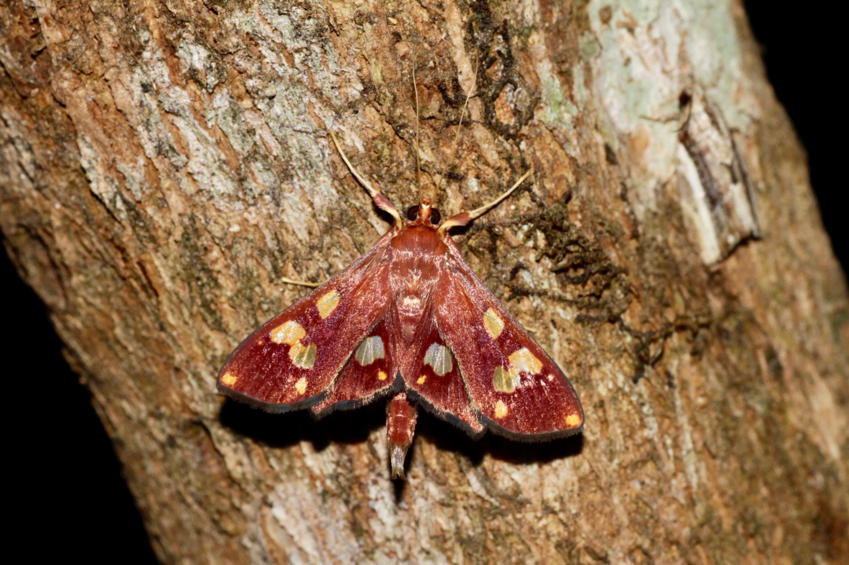 Image of Chalcidoptera emissalis Walker (1866)