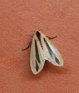 صورة Creatonotos gangis Linnaeus 1763