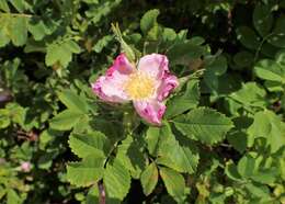 Image of prairie rose