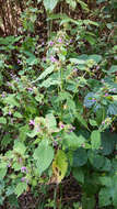 Image of Common hemp nettle