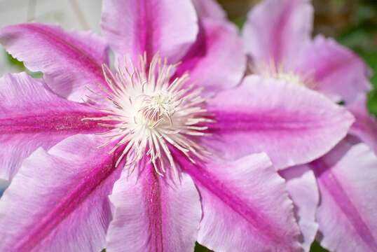 Image of Clematis