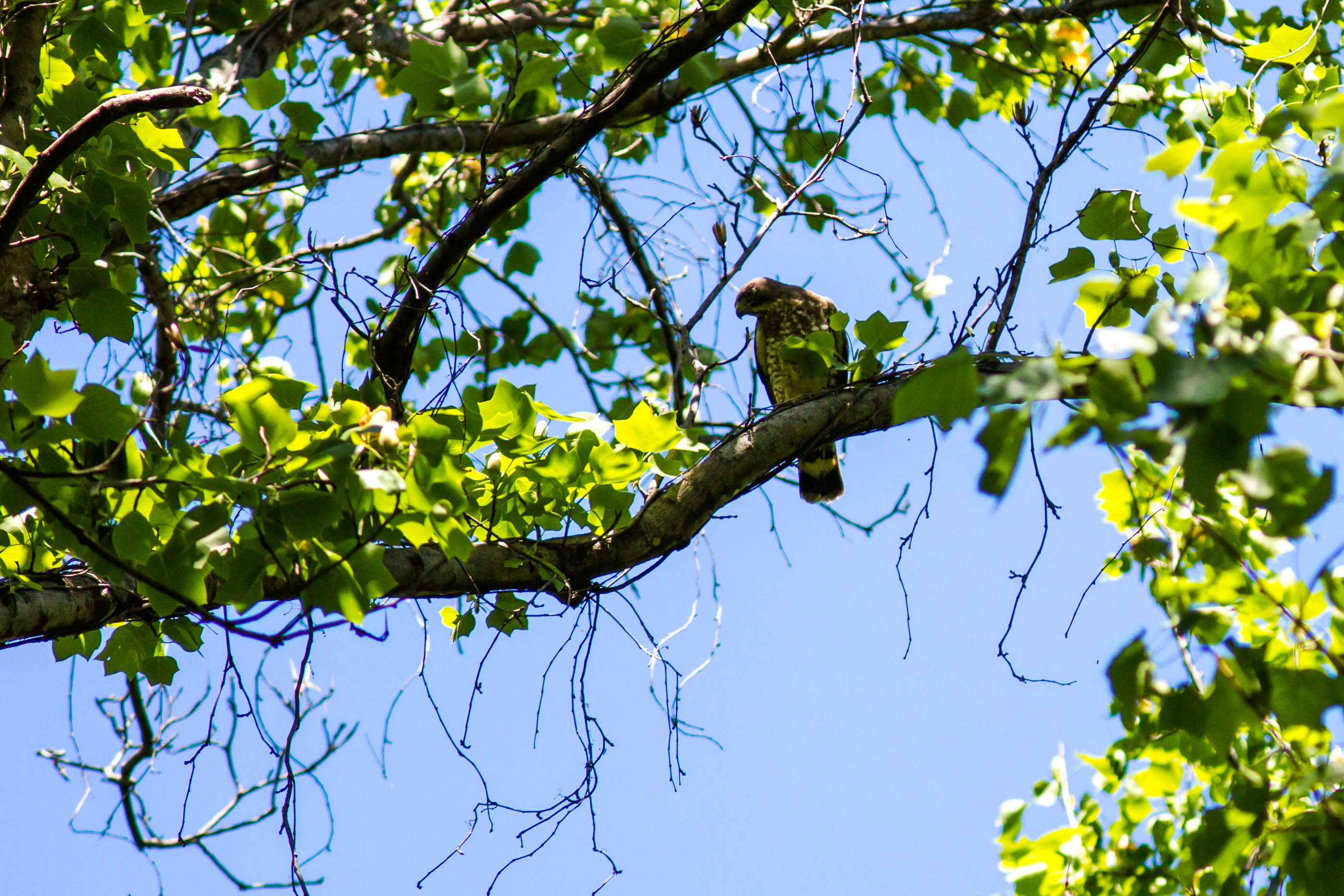 Image of Broad-winged Hawk