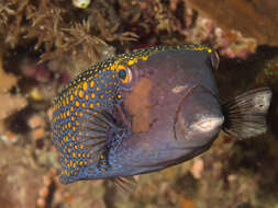 Image of Spotted boxfish