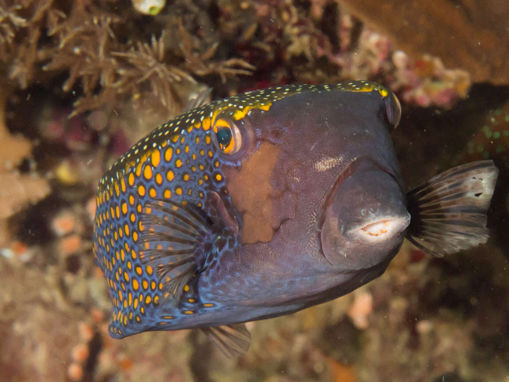 Image of Spotted boxfish