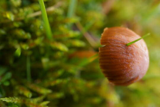 Imagem de Galerina graminea (Velen.) Kühner 1935