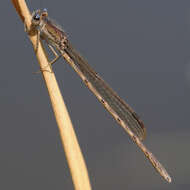 Image of Siberian Winter Damsel