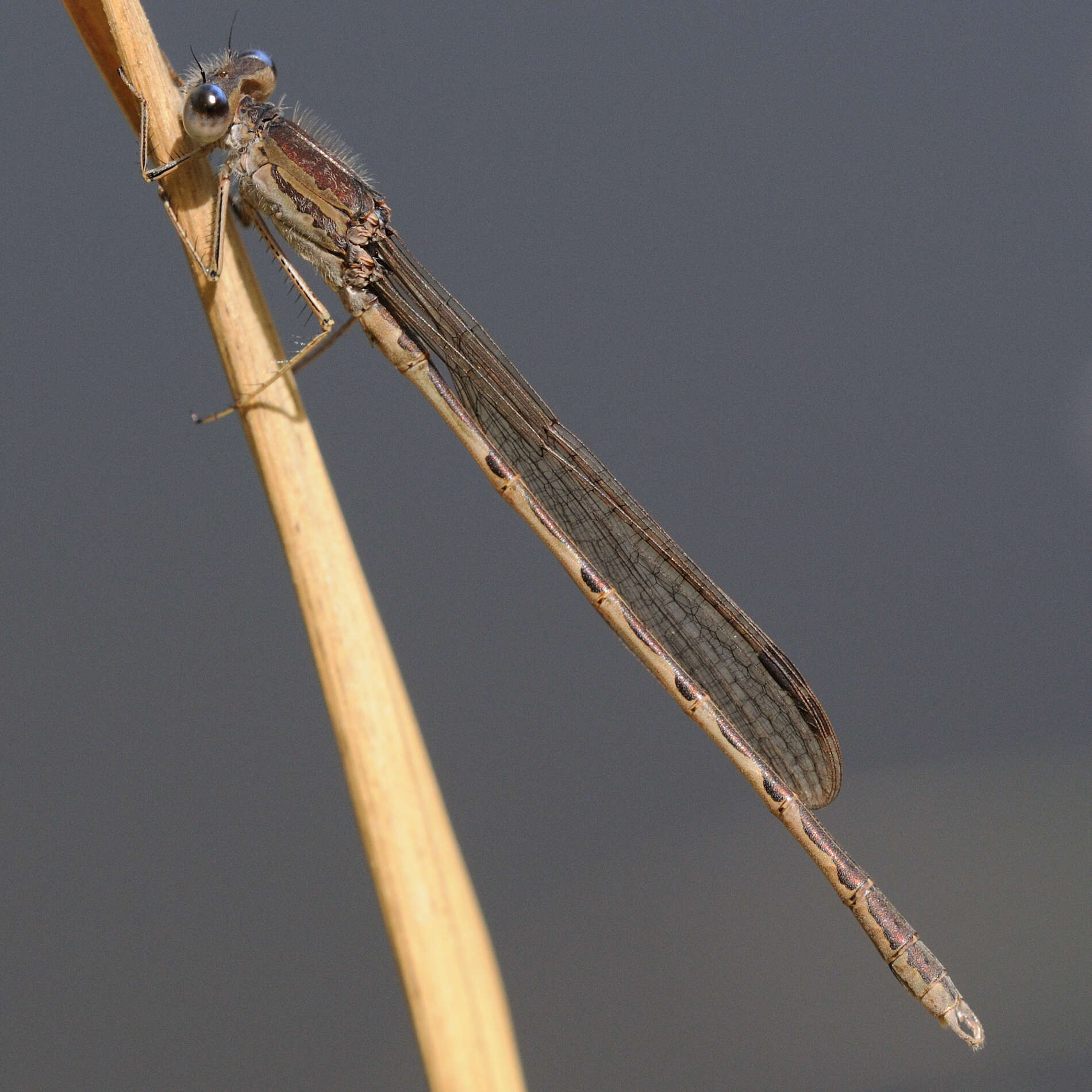 Image of Siberian Winter Damsel