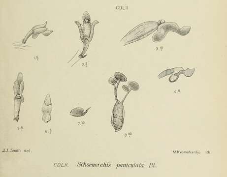 Image of Schoenorchis