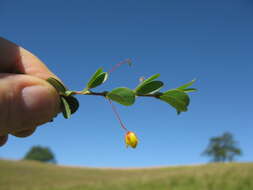 Imagem de Chamaecrista rotundifolia (Pers.) Greene