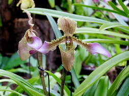 Image de Paphiopedilum hirsutissimum (Lindl. ex Hook.) Stein