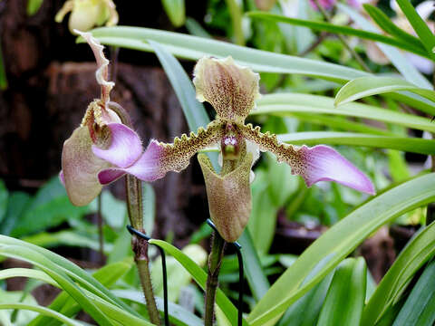 Image de Paphiopedilum hirsutissimum (Lindl. ex Hook.) Stein