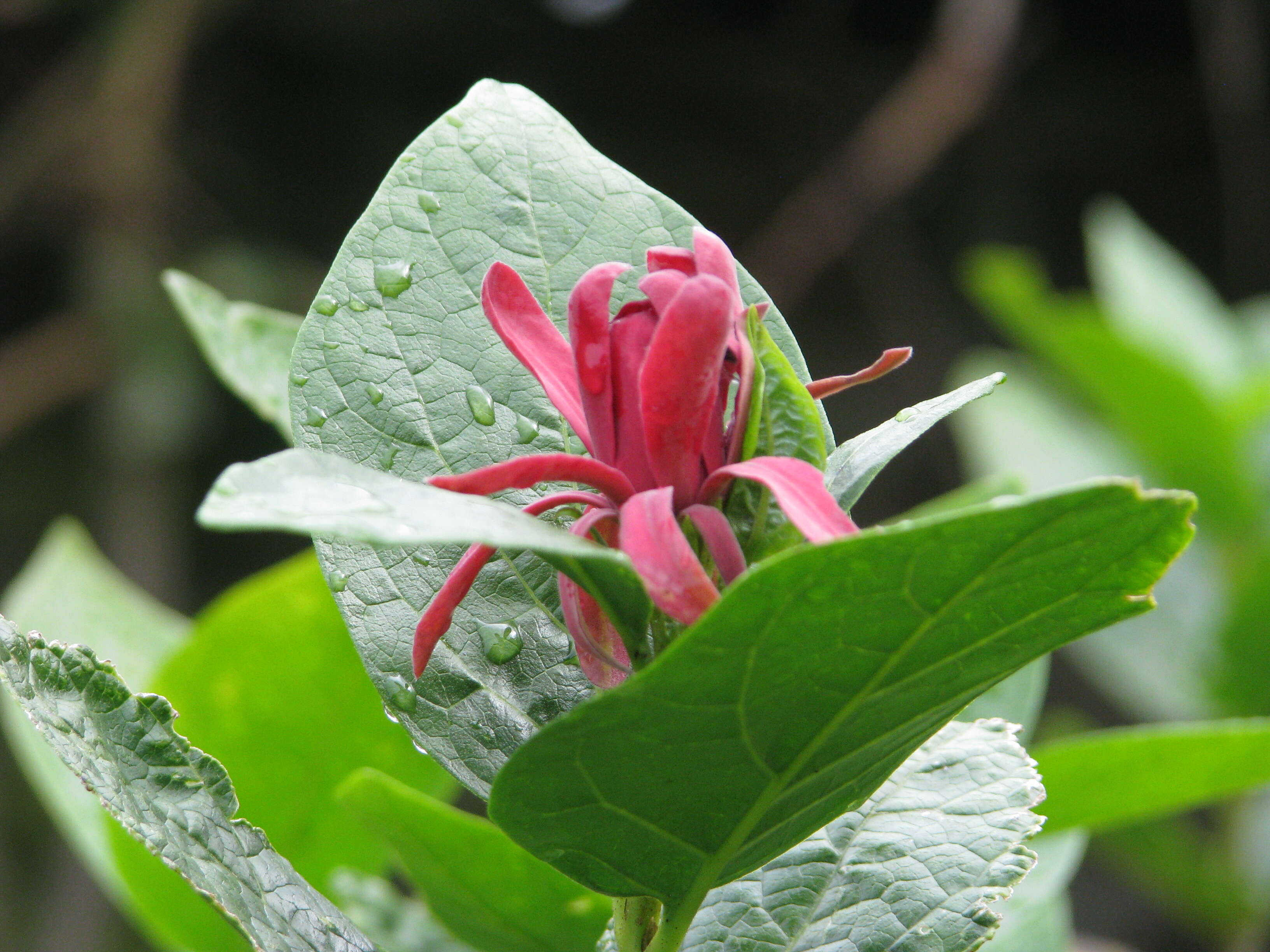 Image de Calycanthus occidentalis Hook. & Arn.