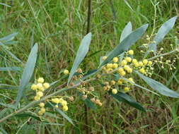 Image of water wattle