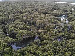 Image of Gray Mangrove